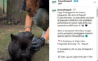  大熱！那不勒斯動物園以盧卡庫命名美洲虎幼崽